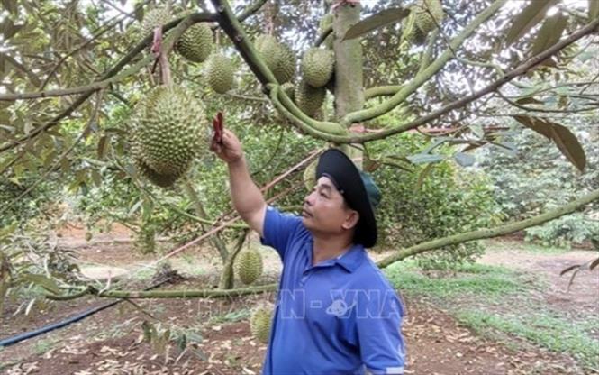 Hot weather affects durian crops in Bà Rịa - Vũng Tàu Province.